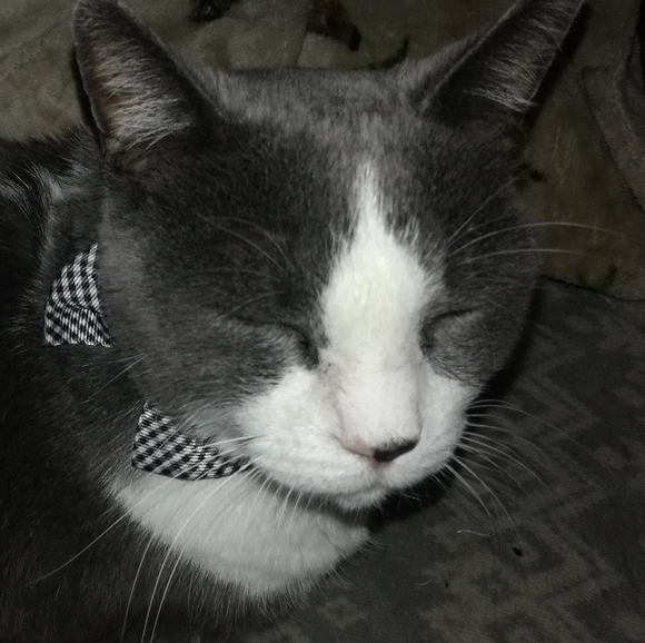 Meet your Posher, Katt - Picture 4 of 6